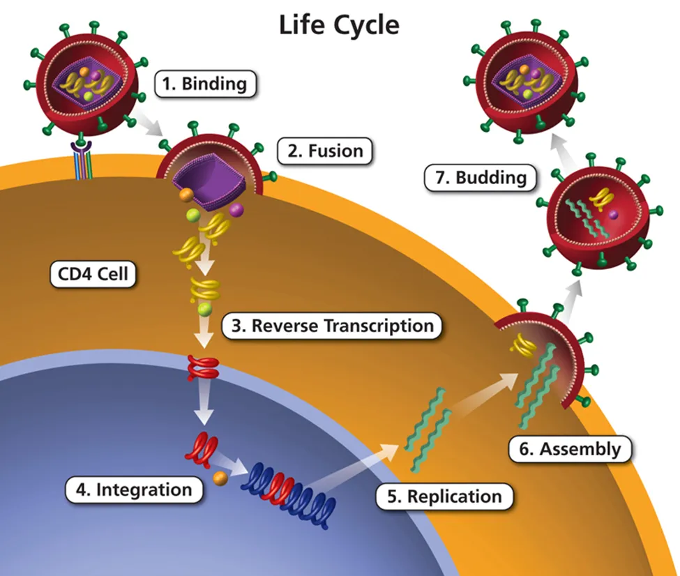 Life cycle of HIV